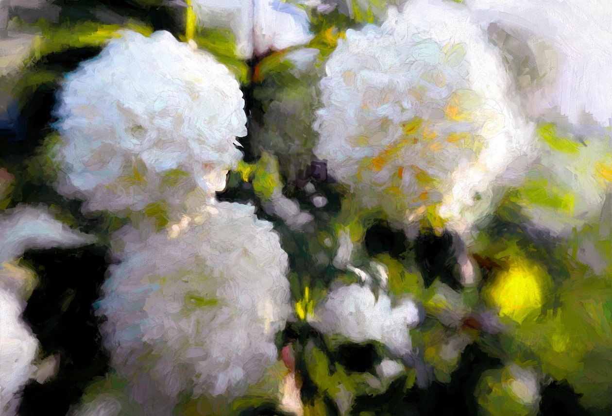 Grandes fleurs épanouies - Helen White