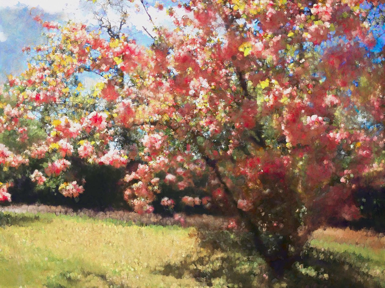 Fleur de cerisier - Helen White