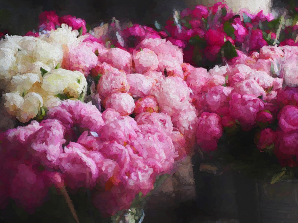 Saison des pivoines, 2018 - Helen White