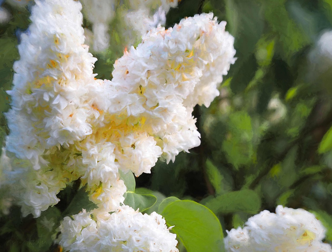 Lilas blanc pur - Helen White