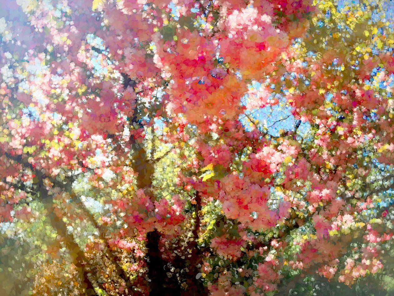 Ciel de fleurs de printemps - Helen White