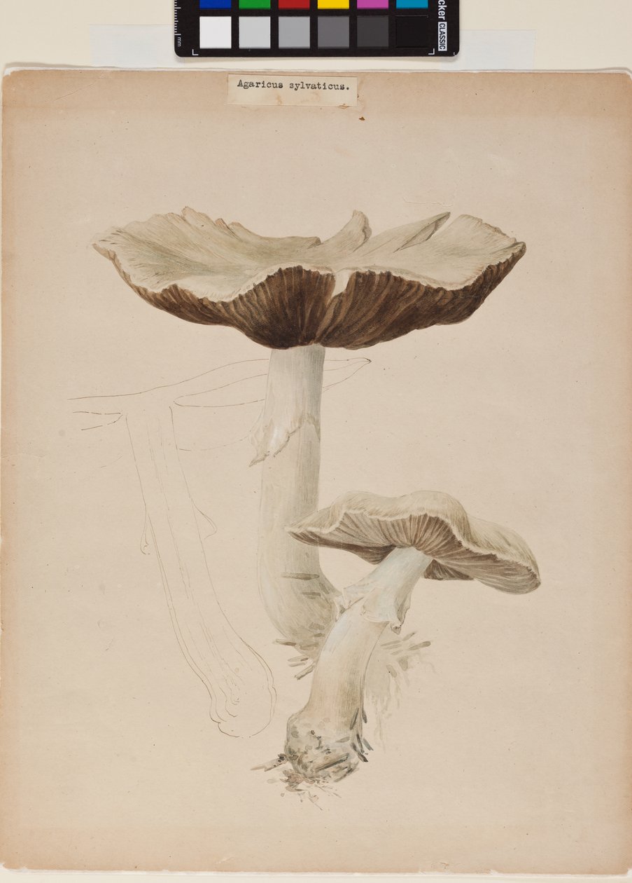 Agaricus augustus - Helen Beatrix Potter
