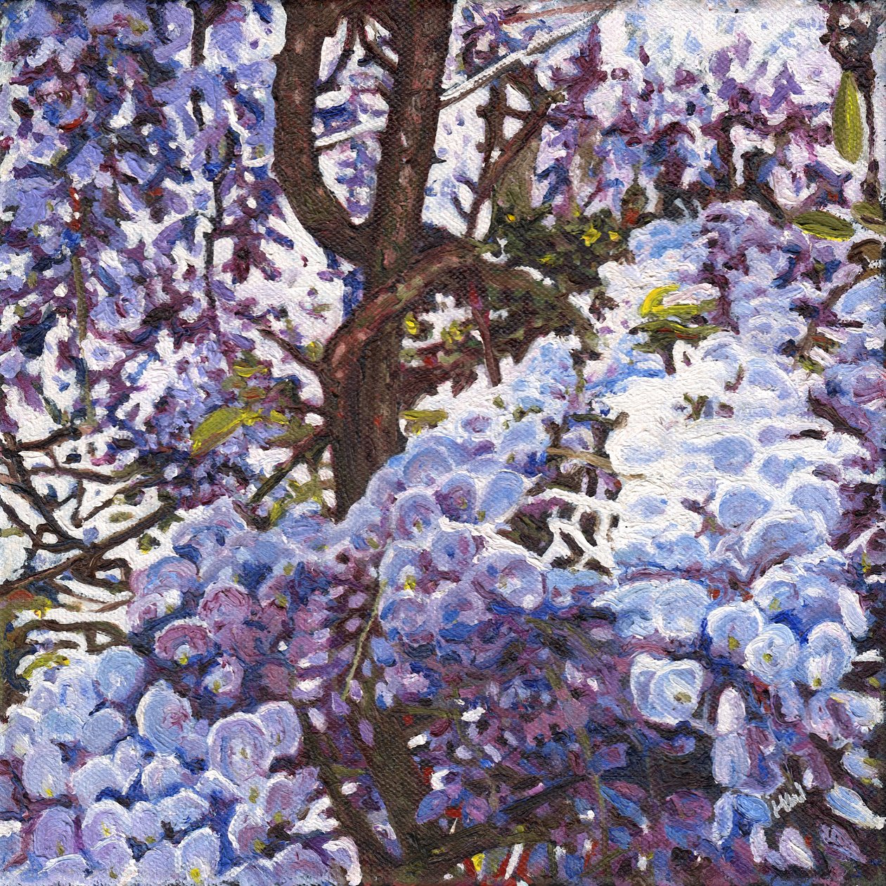Glycine Bleue - Helen White