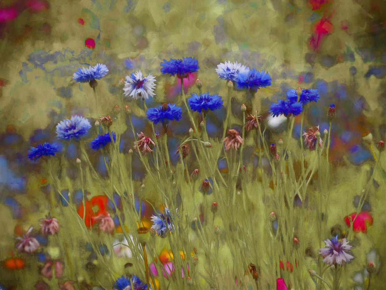 Bleuet, 2020 - Helen White