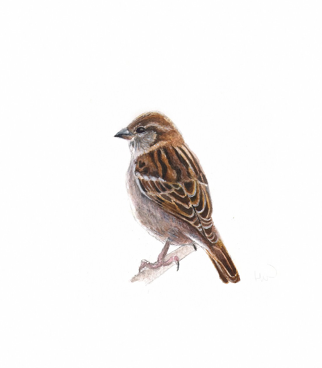 Moineau femelle I, 2022 - Helen White
