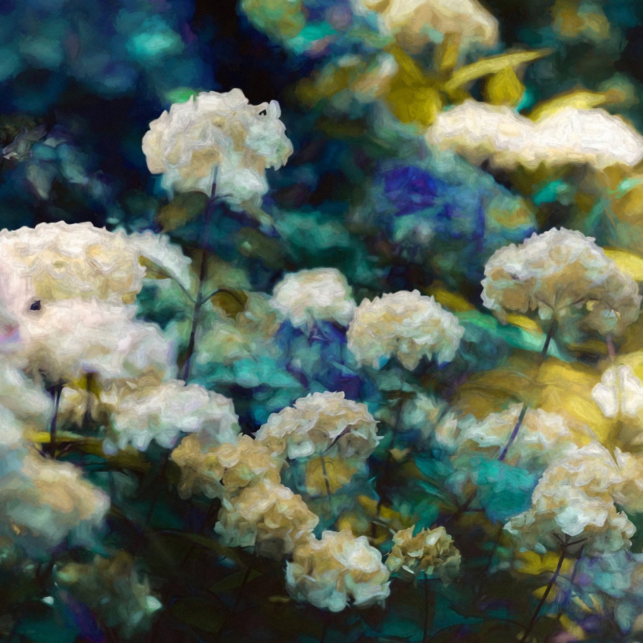 Hortensias célestes - Helen White