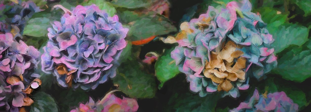 Hortensias, 2018 - Helen White