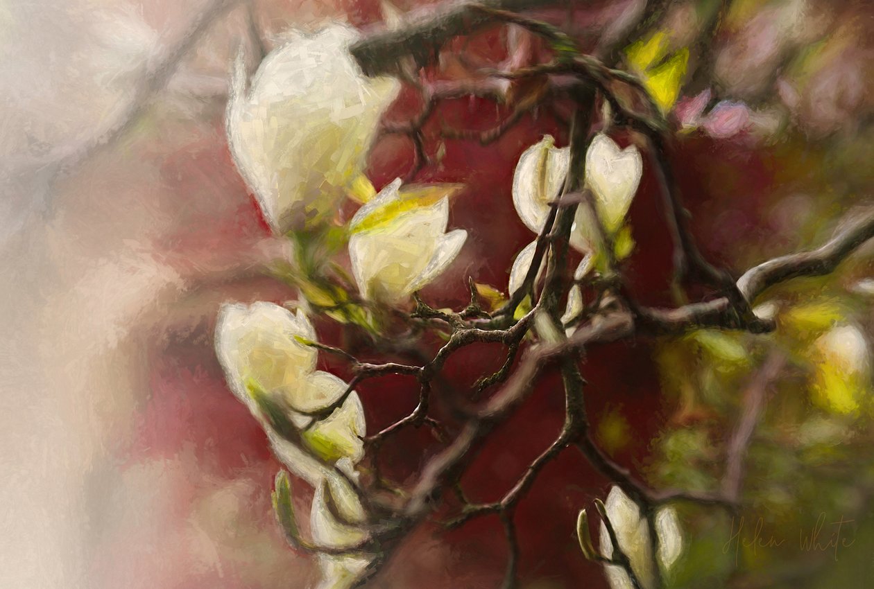 Magnolia, 2018 - Helen White