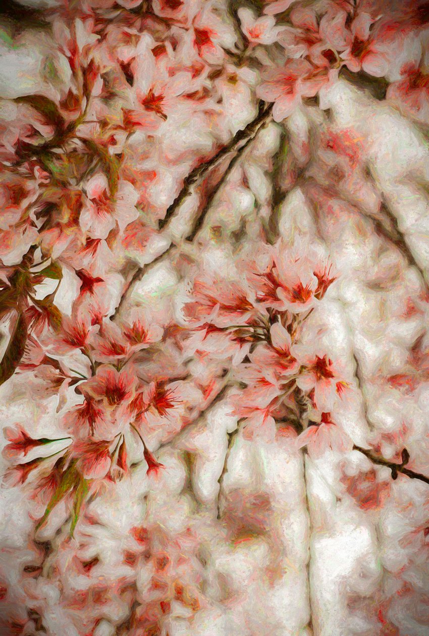 Orientalis - Helen White