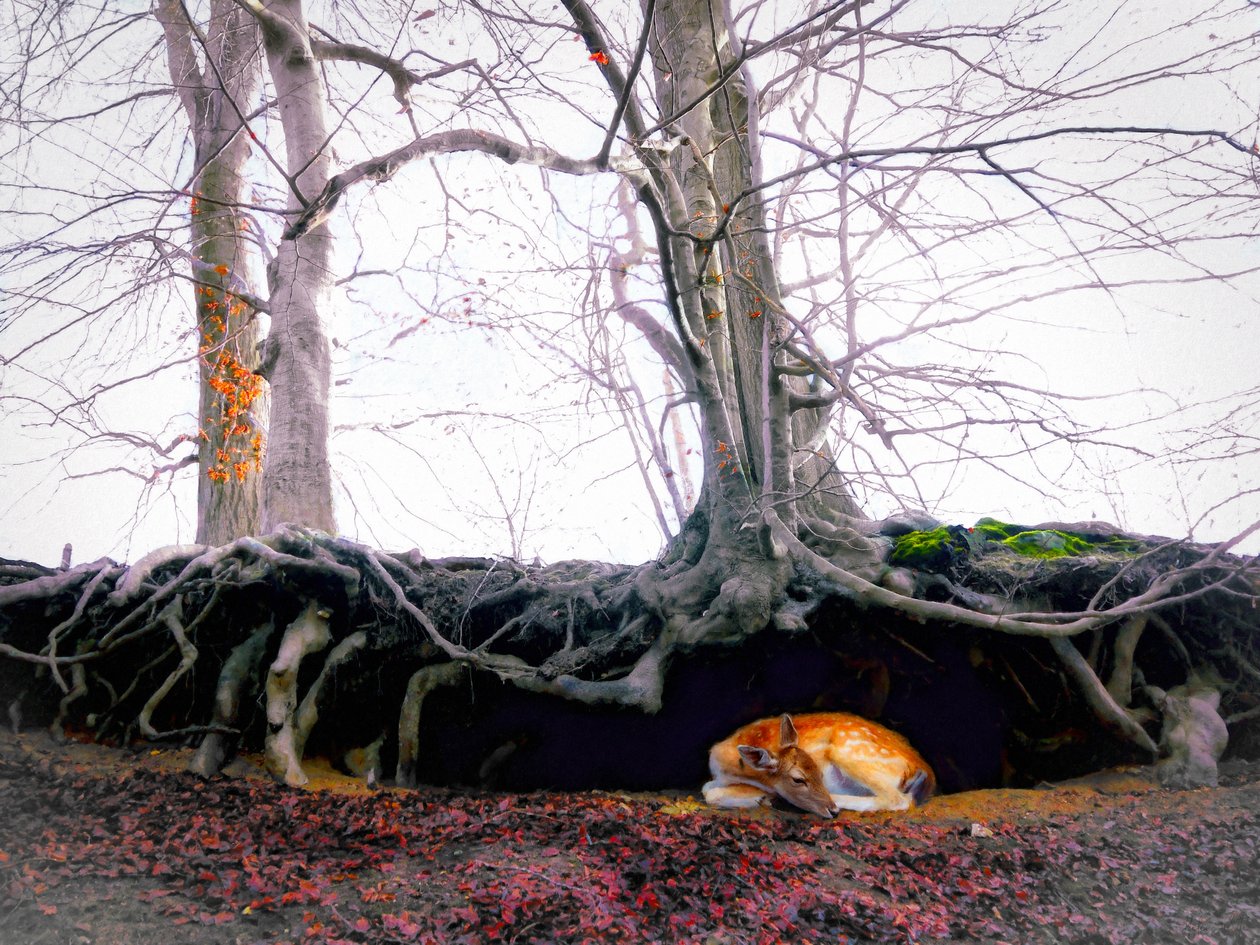 Sanctuaire - Helen White