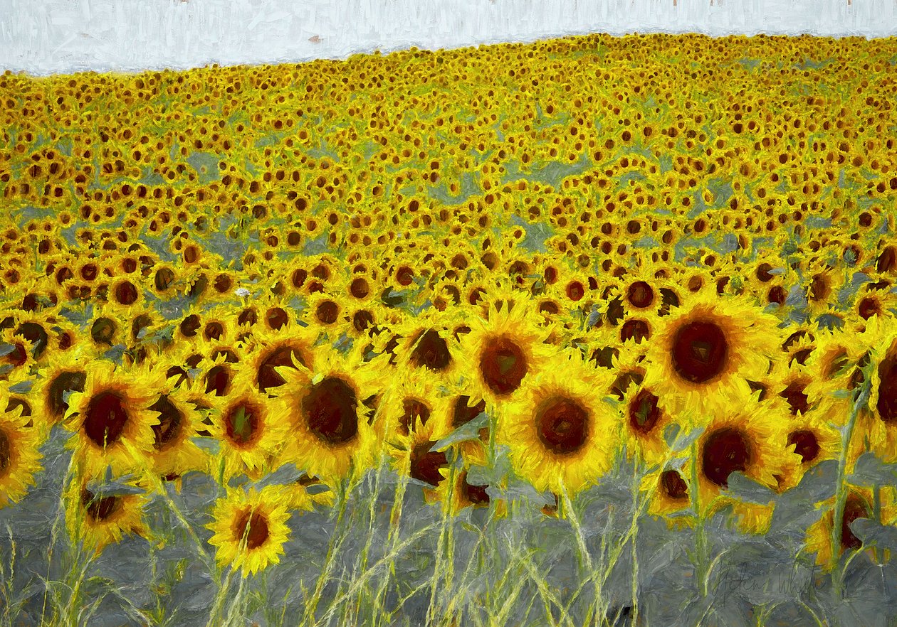 Champ de tournesols, 2019 - Helen White