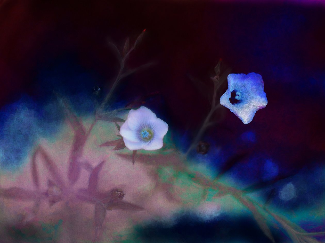 Transience, 2019 - Helen White