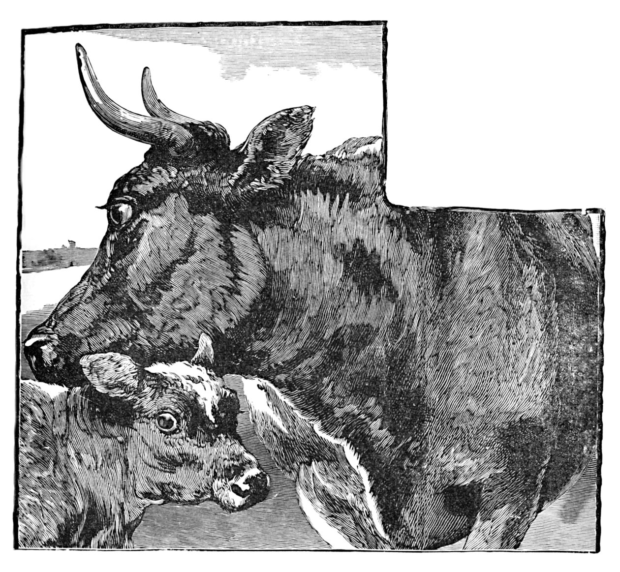 Vache et veau, vers 1900 - Helena J. Maguire