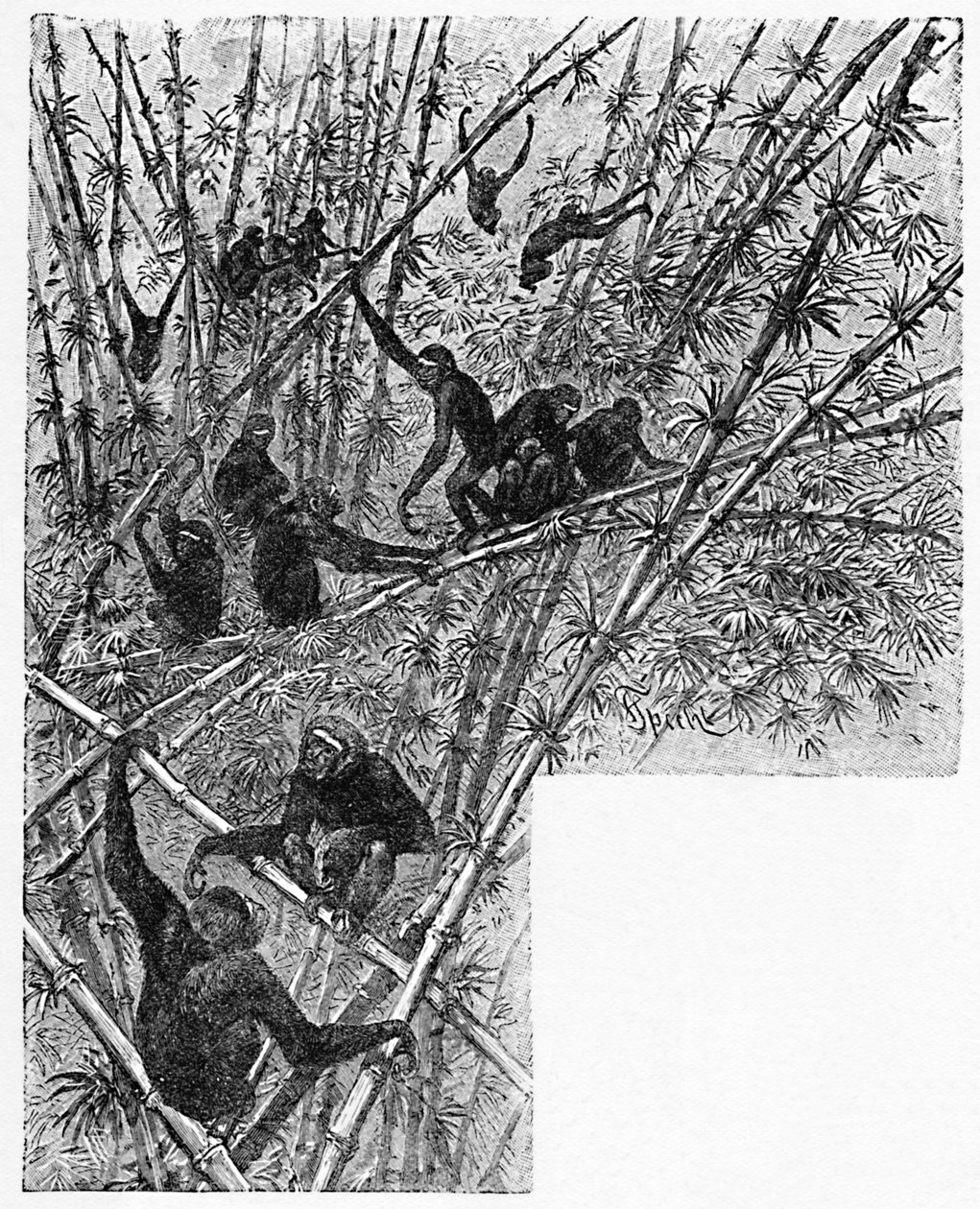 Hoolocks dans une jungle de bambous, vers 1900 - Helena J. Maguire