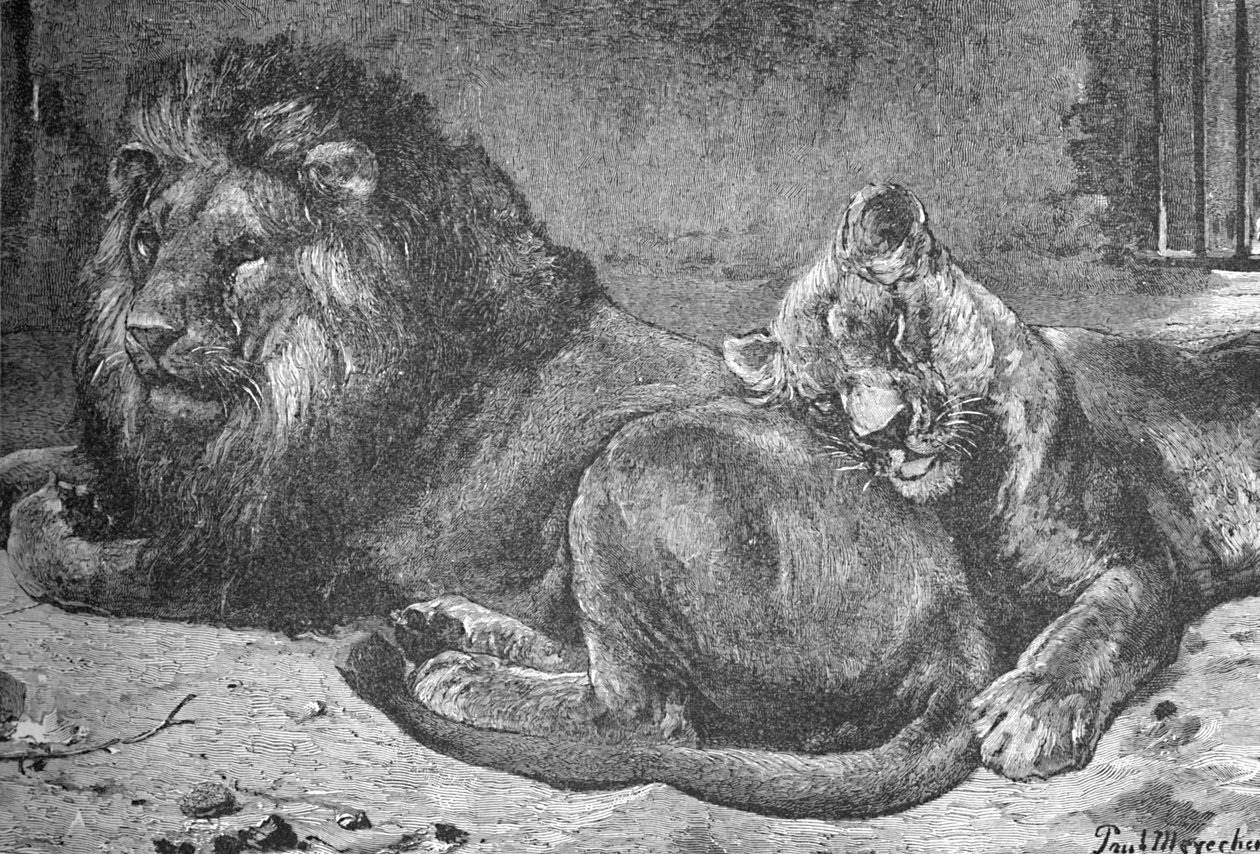 Lion et lionne, c1900 - Helena J. Maguire