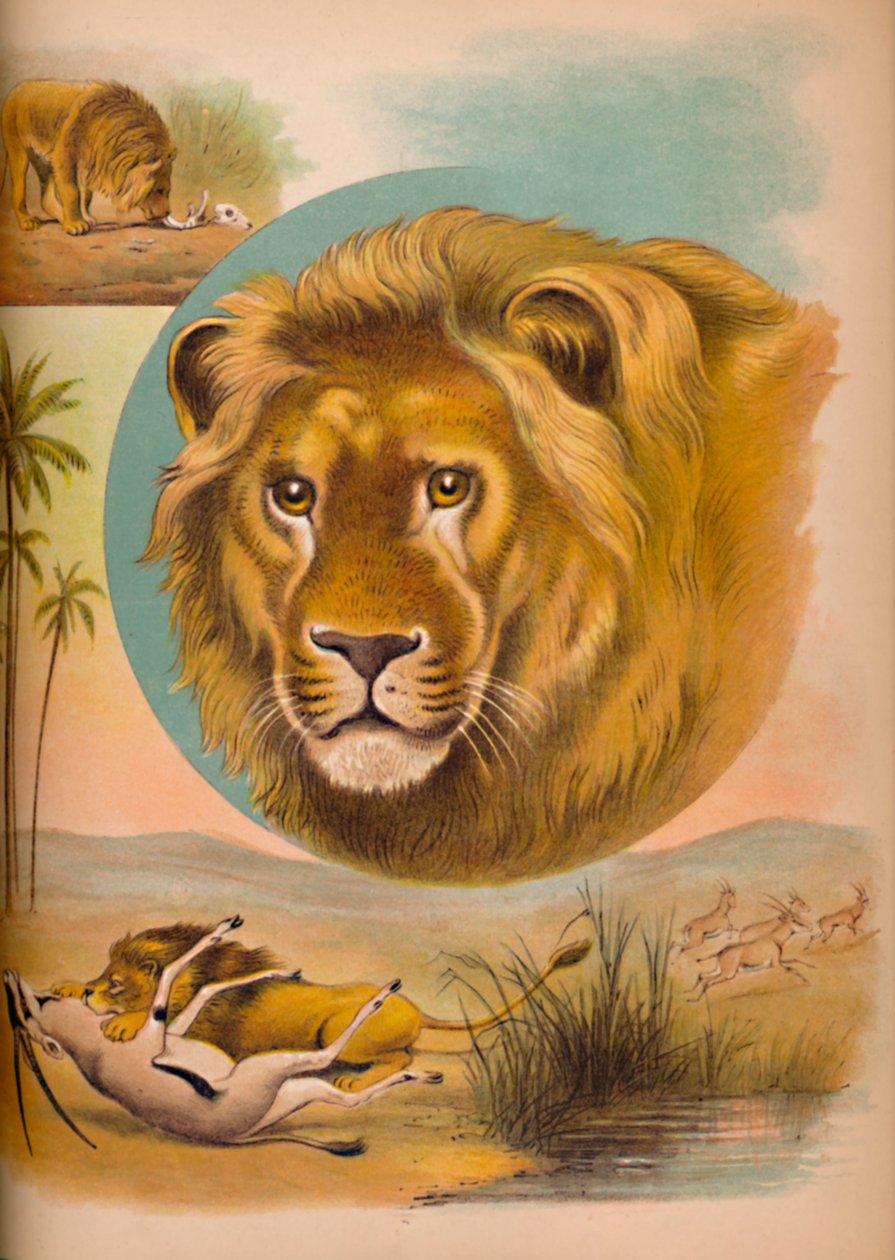 Le Lion - Helena J. Maguire