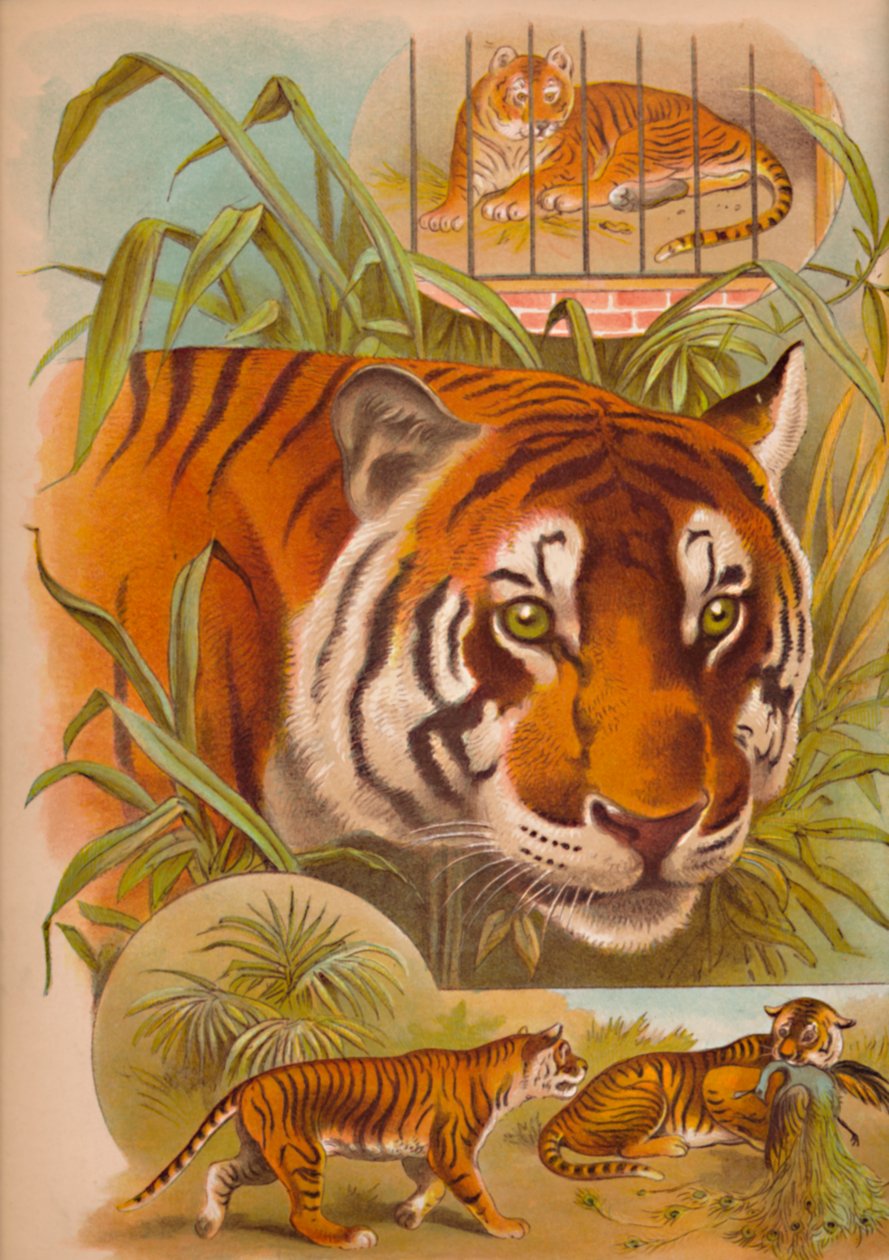 Le Tigre, vers 1900 - Helena J. Maguire