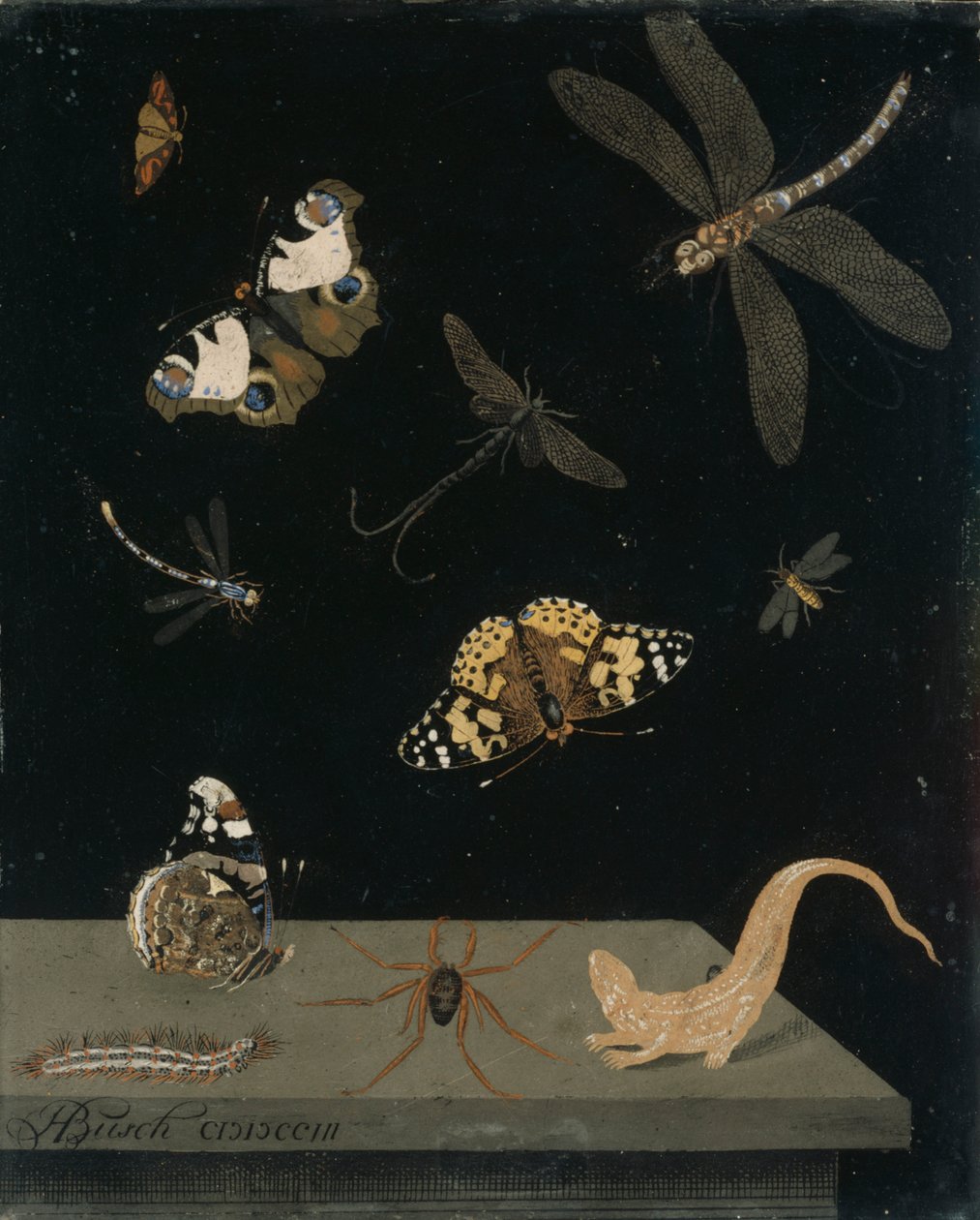 Panneau de scagliola avec insectes et salamandre, 1703 - Hendrik Busch