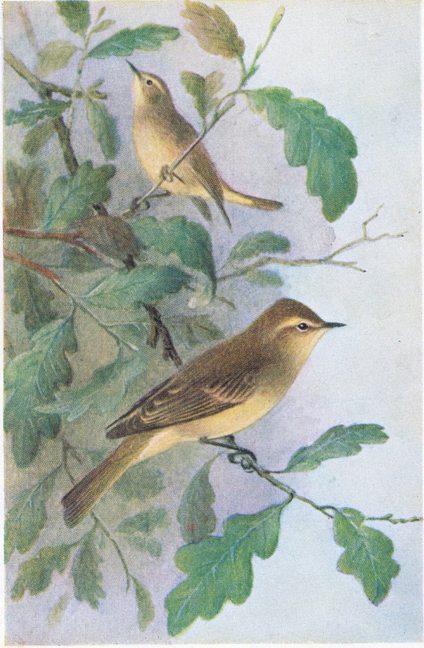Pouillot Fitis, Cartes Postales, Années 1930 - Hendrik Gronvold