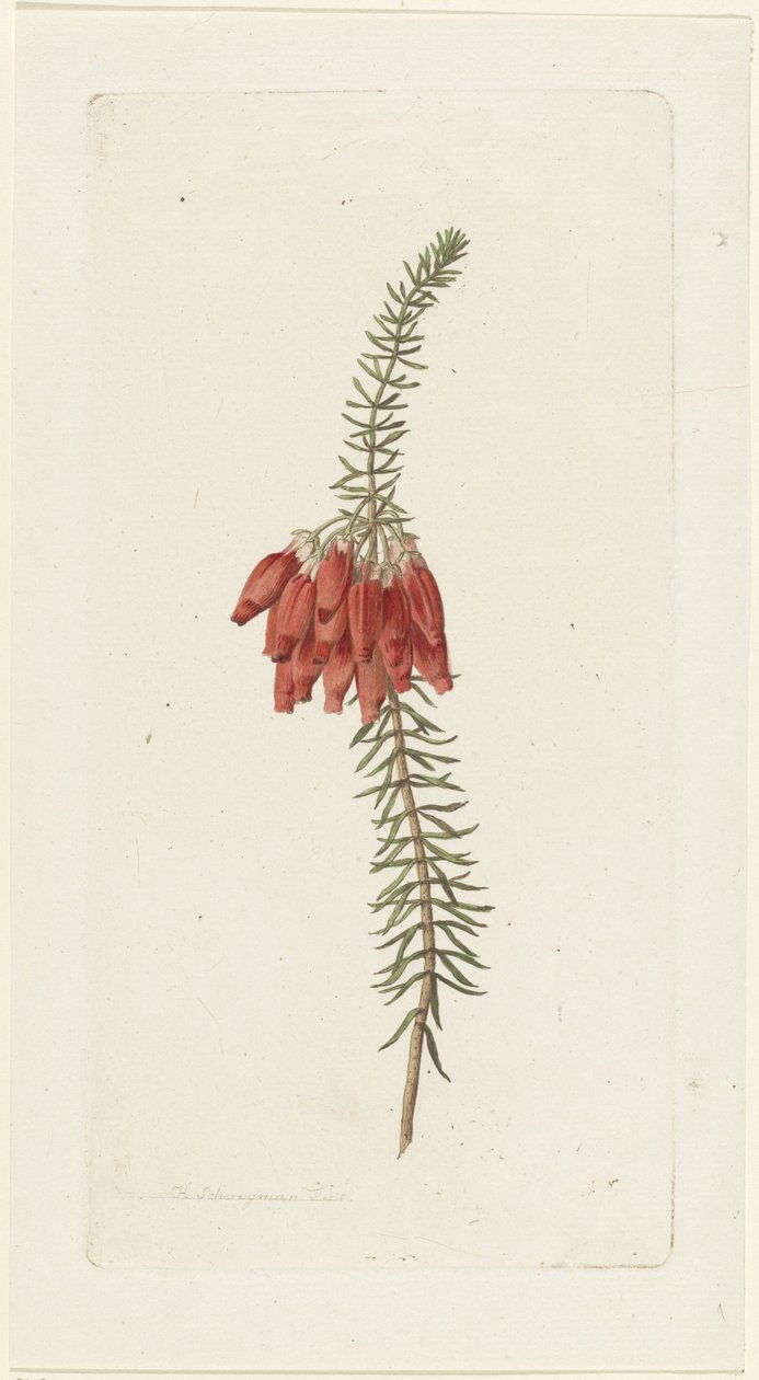 Fleurs (Erica Mammosa) - Hendrik Schwegman