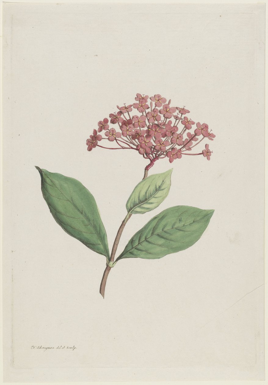 Ixora coccinea - Hendrik Schwegman