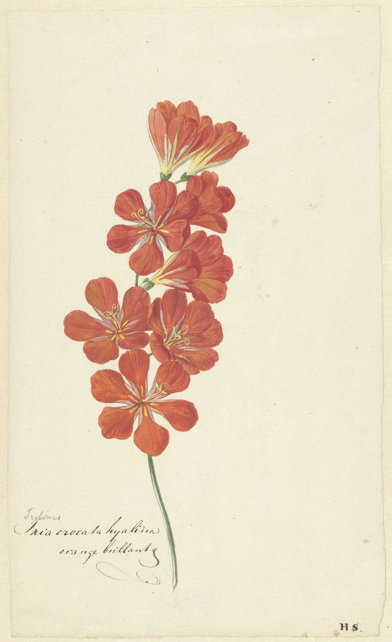 Tritonia Crocata (Freesia de feu) - Hendrik Schwegman