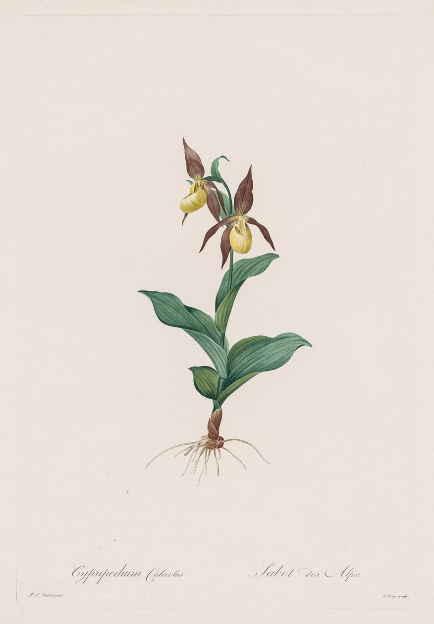 Les Liliacées : Cypripedium calceolus, 1802-1816 - Pierre Joseph Redouté