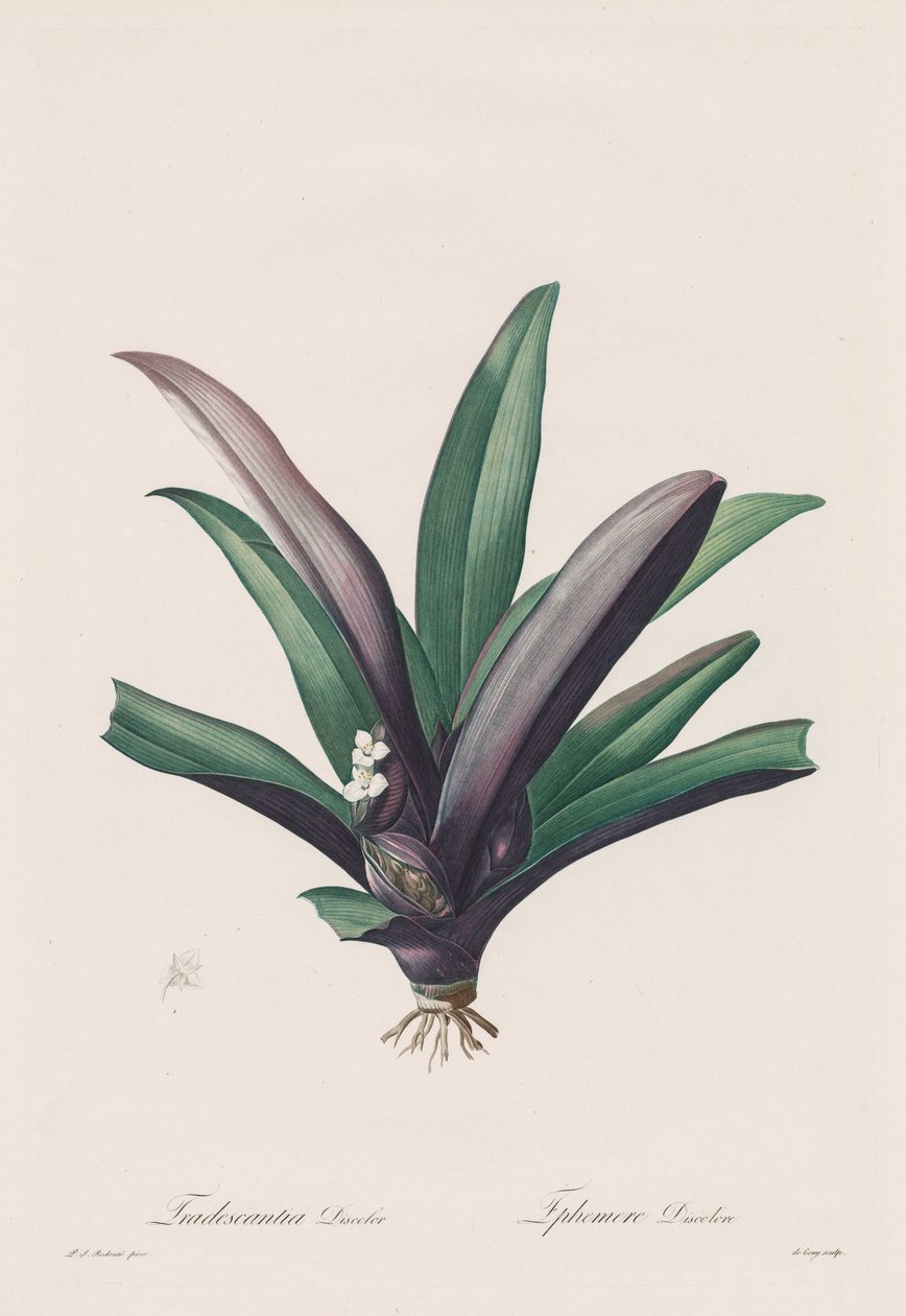Les Liliacées : Tradescantia discolour, 1802-1816 - Pierre Joseph Redouté