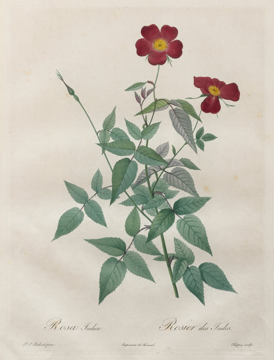 Les Roses: Rosa indica - Pierre Joseph Redouté