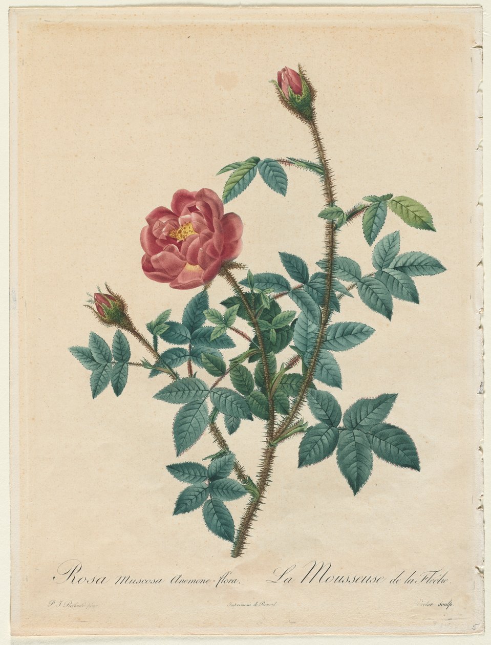 Rose mousse - Pierre Joseph Redouté