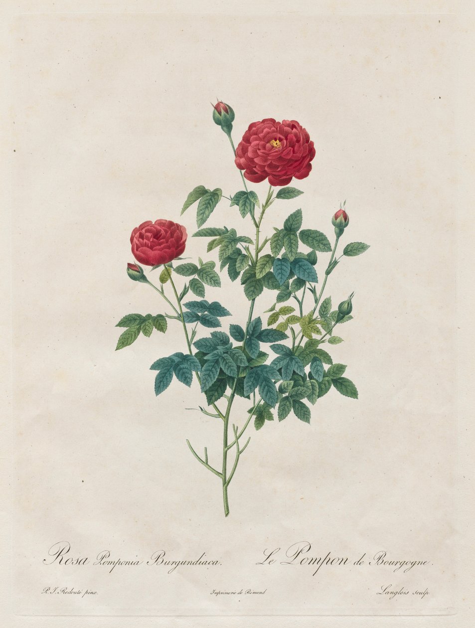 Rose Pompon, 1817-1824 - Pierre Joseph Redouté