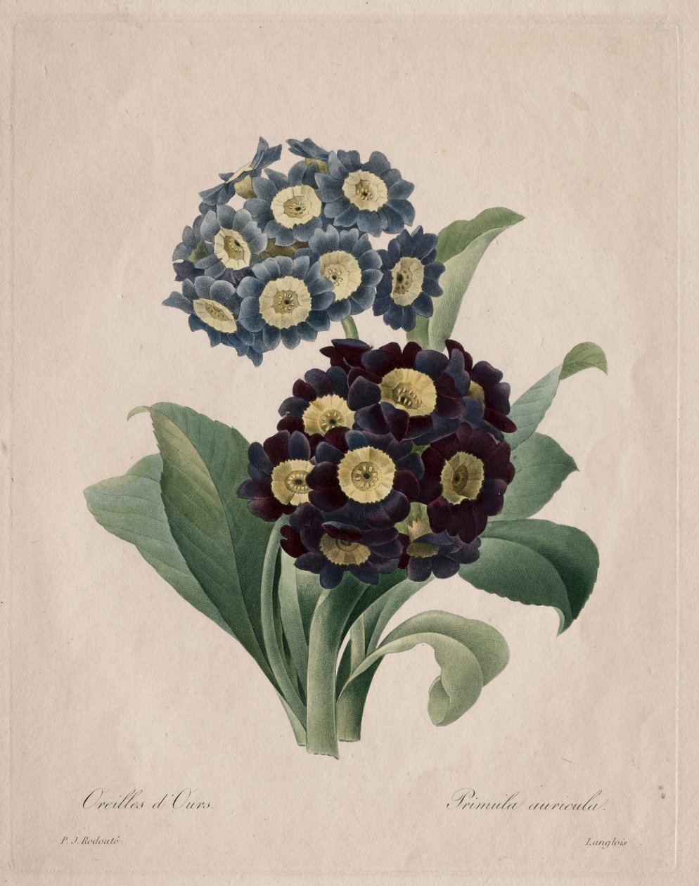 Primula auricula, 1827 - Pierre Joseph Redouté