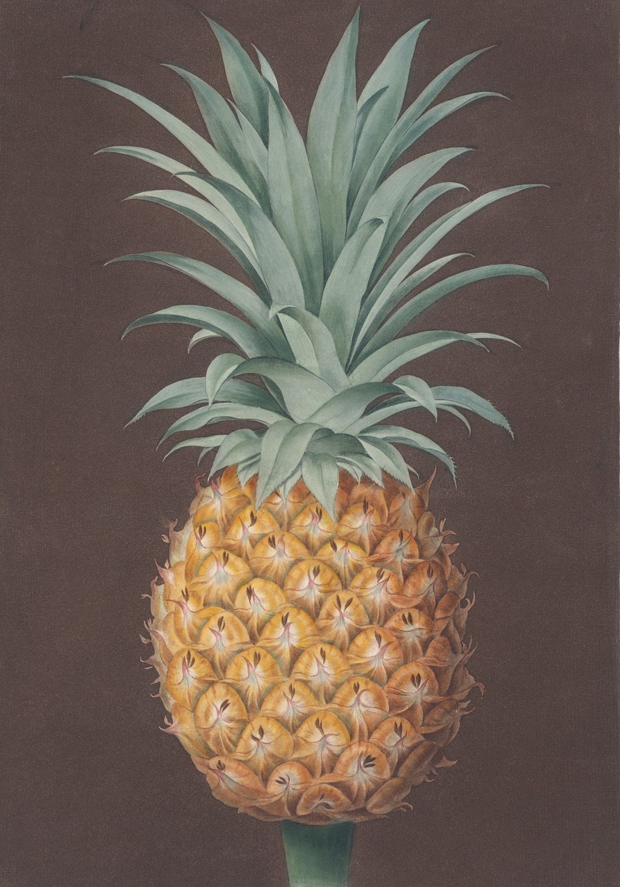 Le pin Antigua vert à feuilles lisses, 1807 - Henri Merke