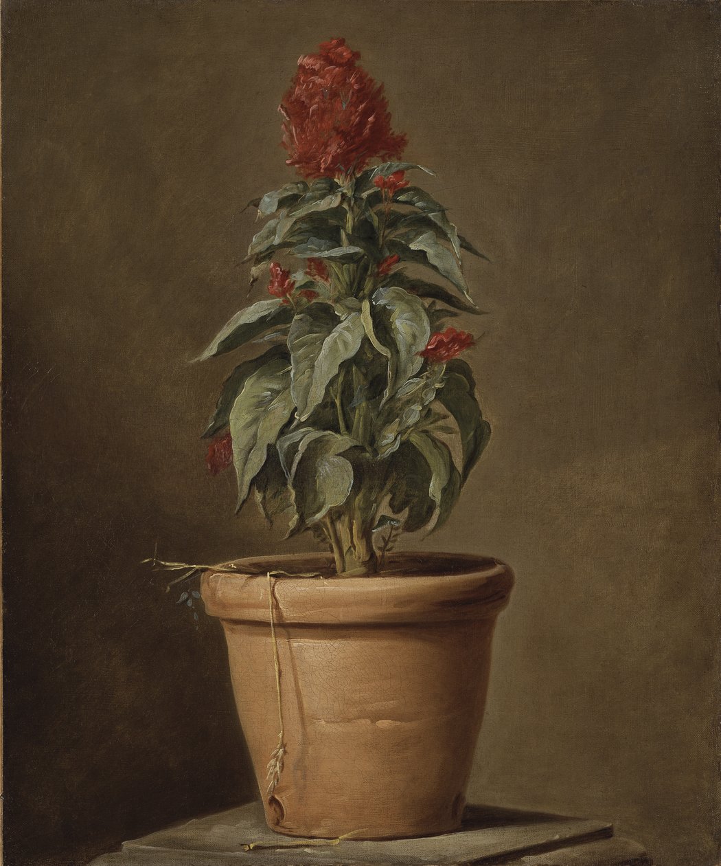 Une plante en pot - Henri Roland de la Porte
