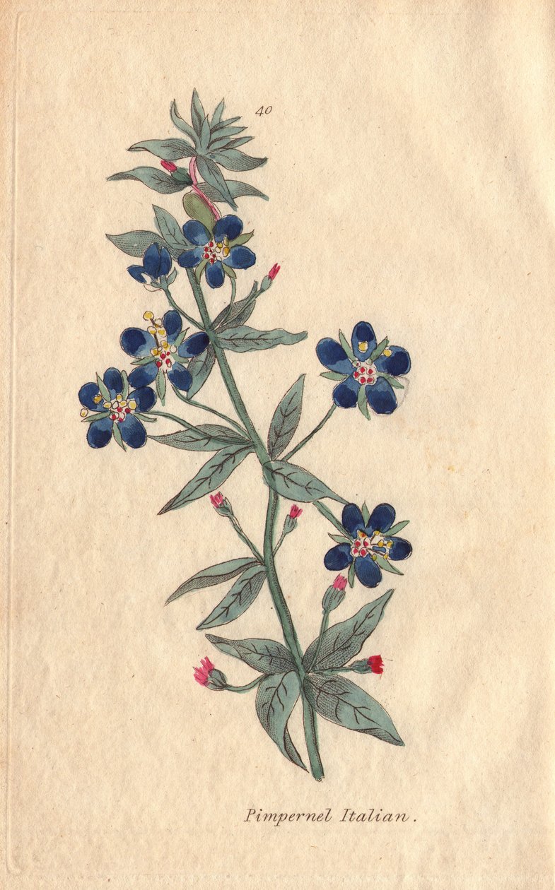 Pimprenelle italienne, Anagallis monellis, fleur - Henrietta Moriarty