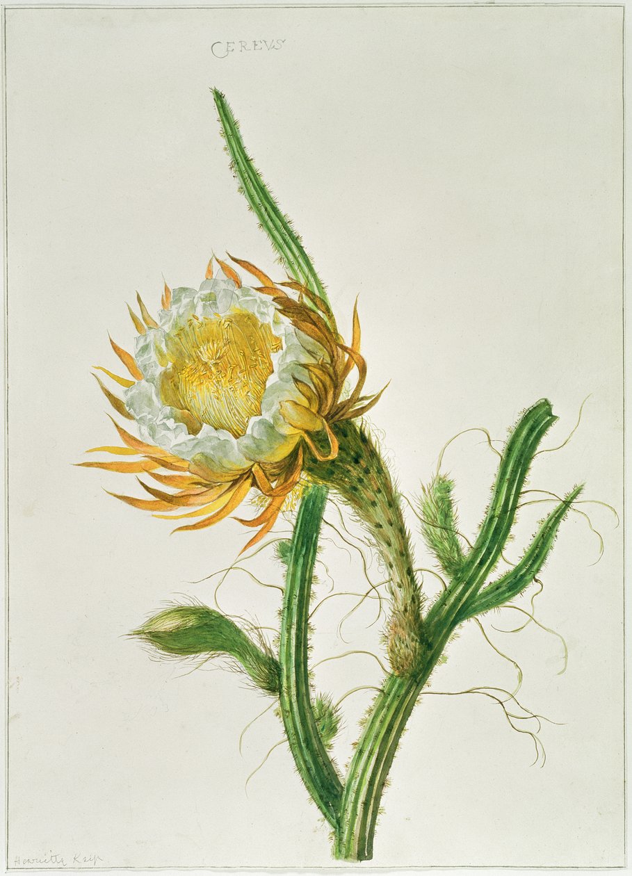 Cactus fleur de nuit (Selenicereus grandiflorus), originaire de la Jamaïque - Henriette Gertruide Knip