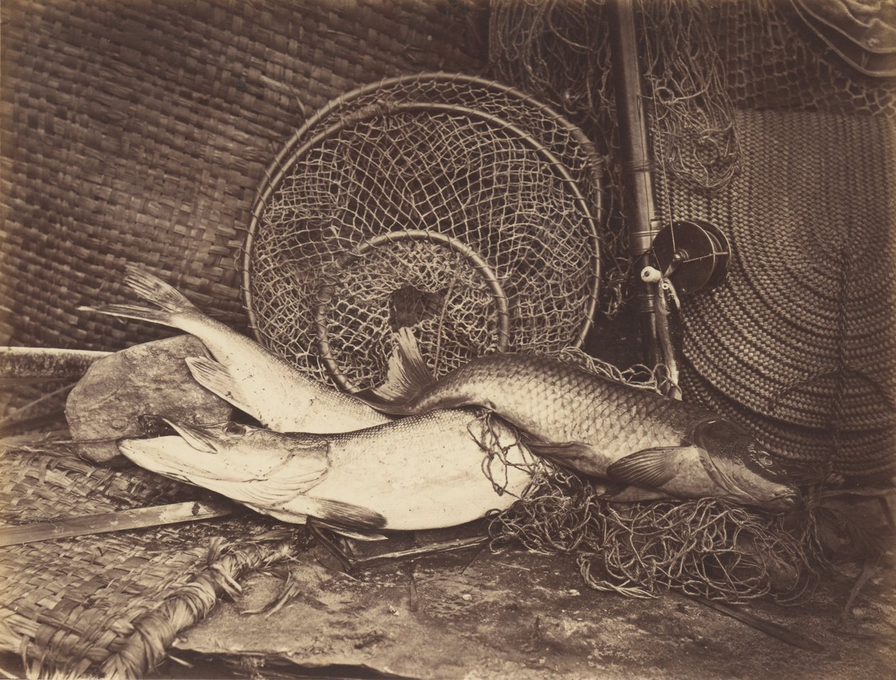 Nature morte avec carpe et brochet - Henry Bailey