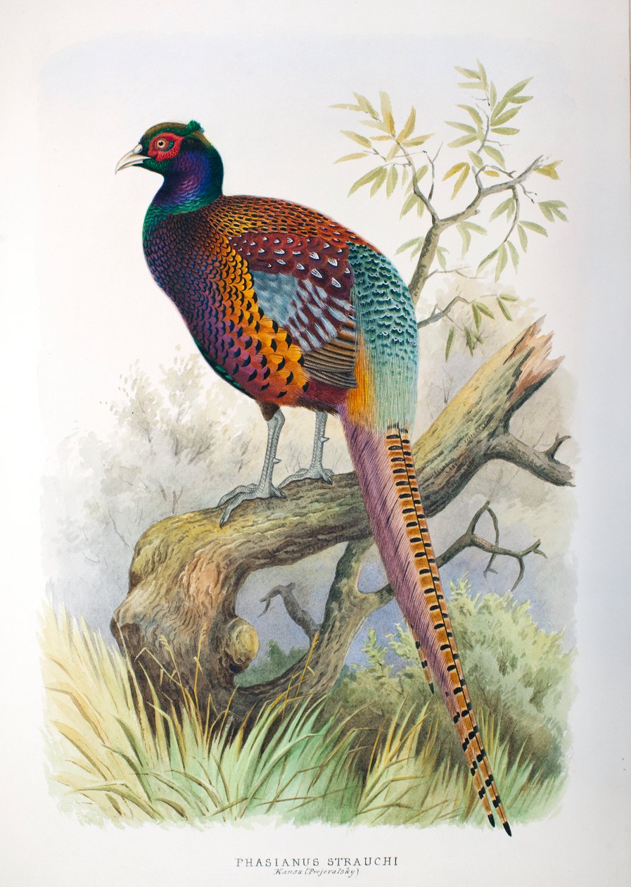 Phasianus strauchi, 1906-7 - Henry Jones