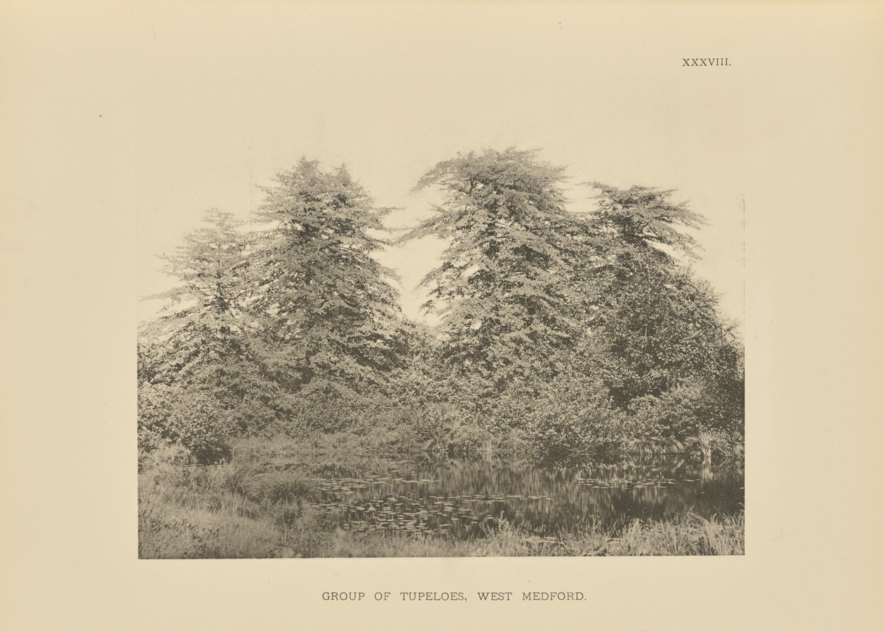Groupe de Tupeloes, West Medford - Henry Brooks