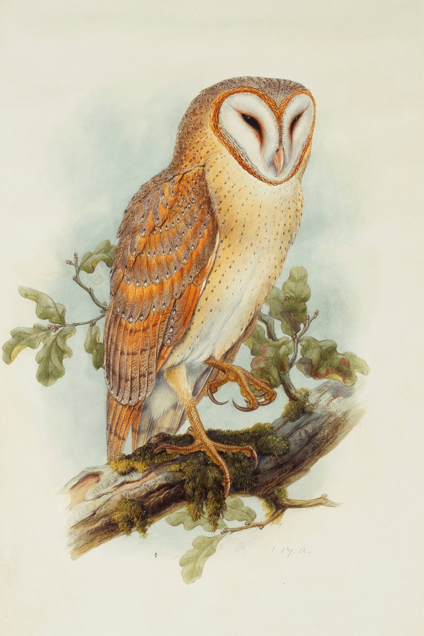Chouette effraie - Henry Constantine Richter