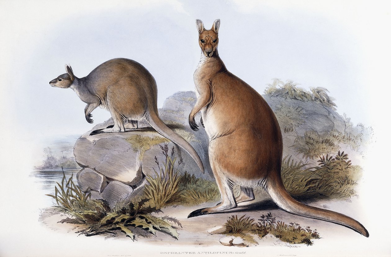 Osphranter Antilopinus - Henry Constantine Richter