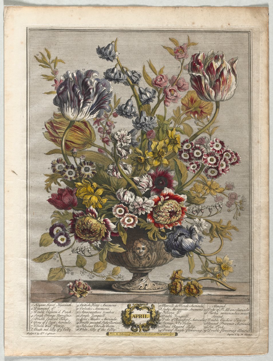 Douze mois de fleurs : Avril, 1730 - Henry Fletcher