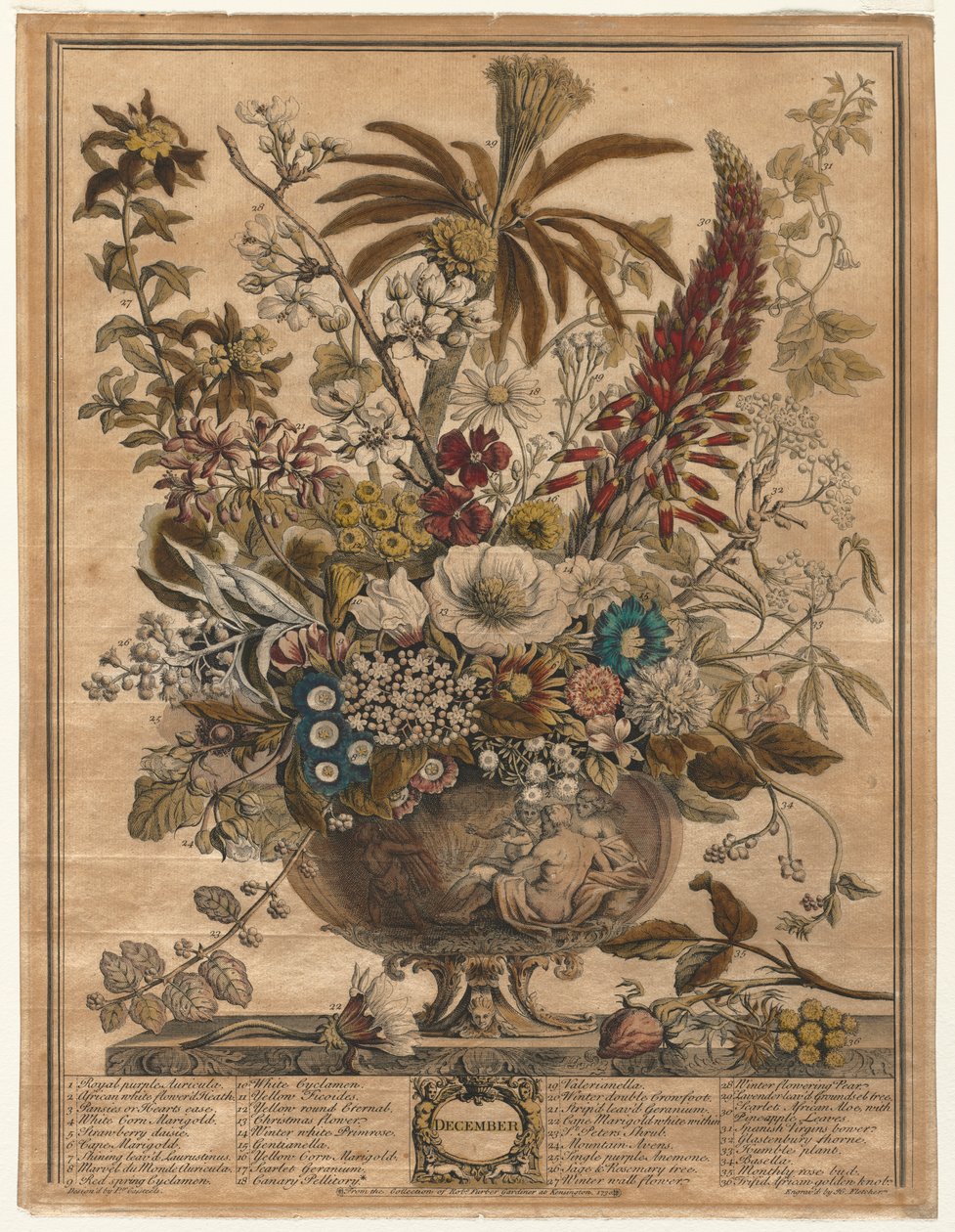Douze mois de fleurs : Décembre - Henry Fletcher