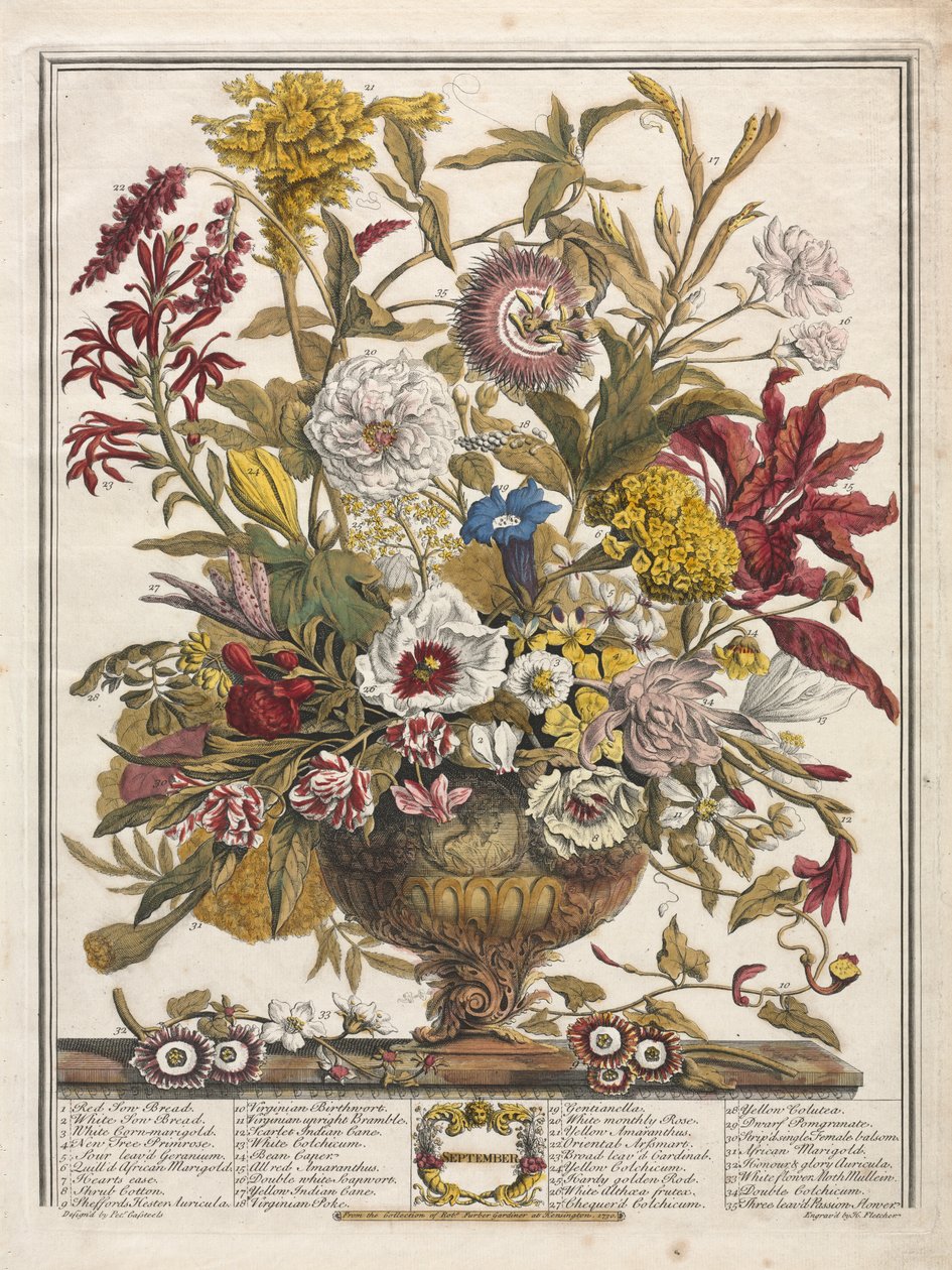 Douze mois de fleurs : Septembre - Henry Fletcher