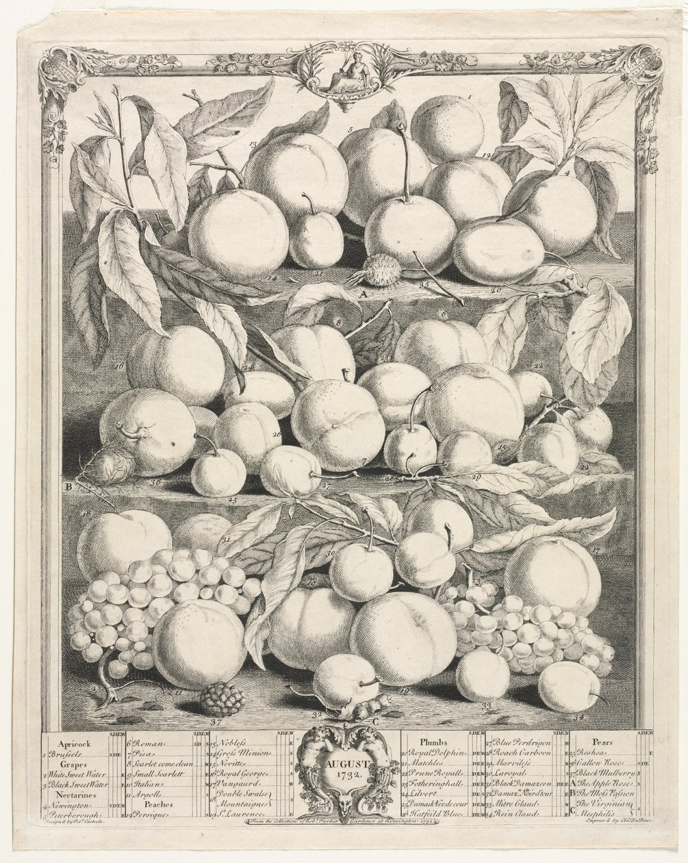 Douze mois de fruits : Août, 1732 - Henry Fletcher