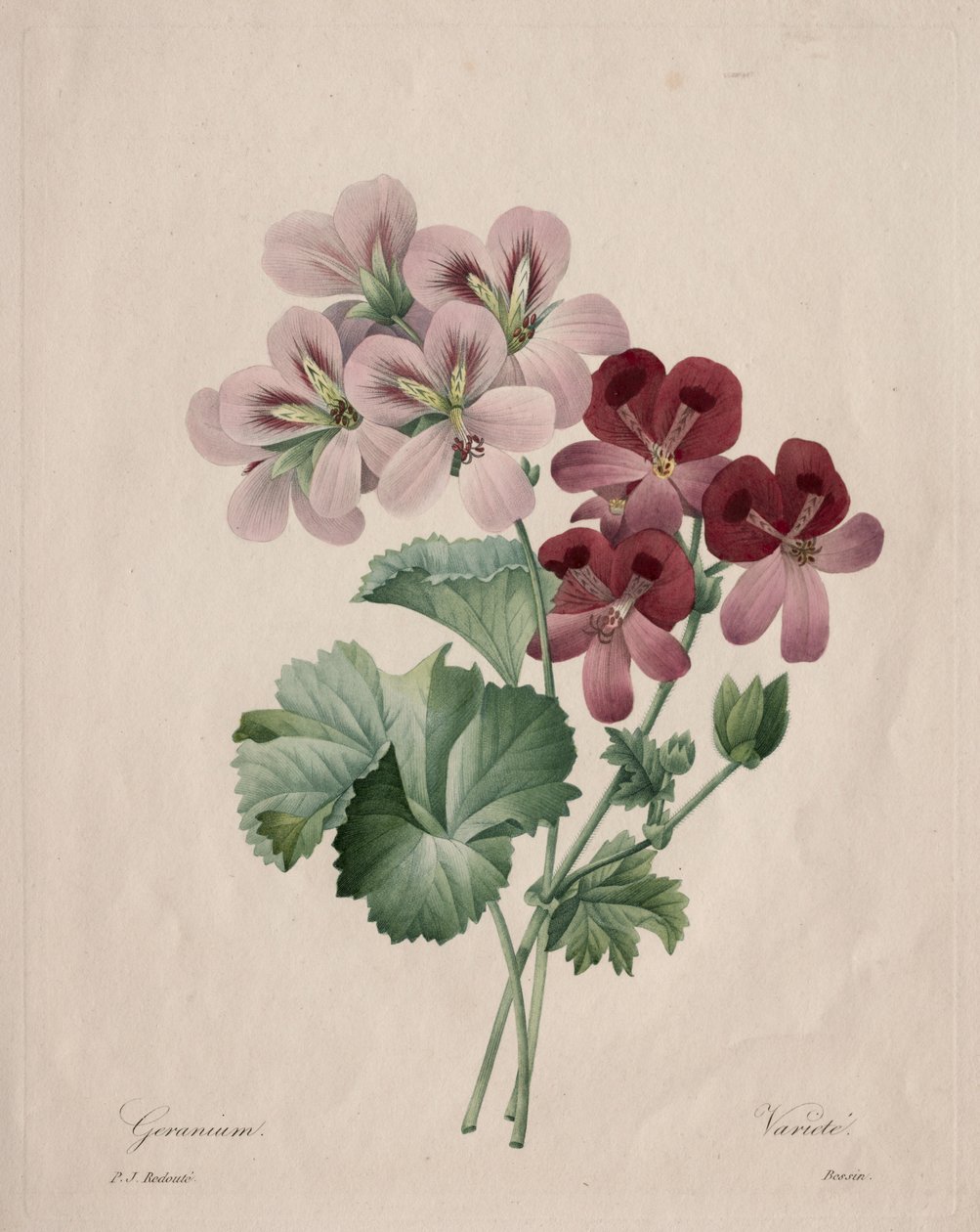Géranium - Henry Joseph Redouté