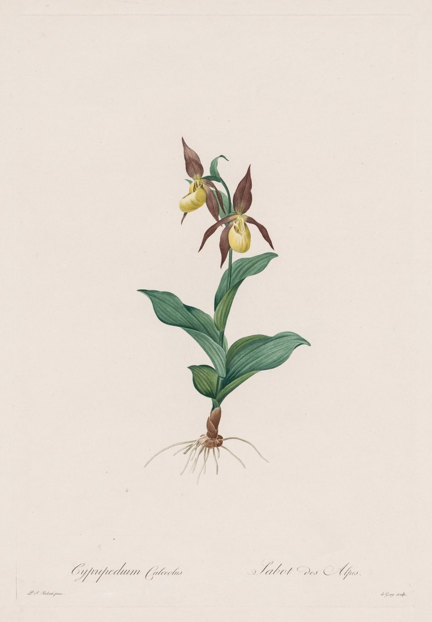 Les Liliacées: Cypripedium calceolus - Henry Joseph Redouté