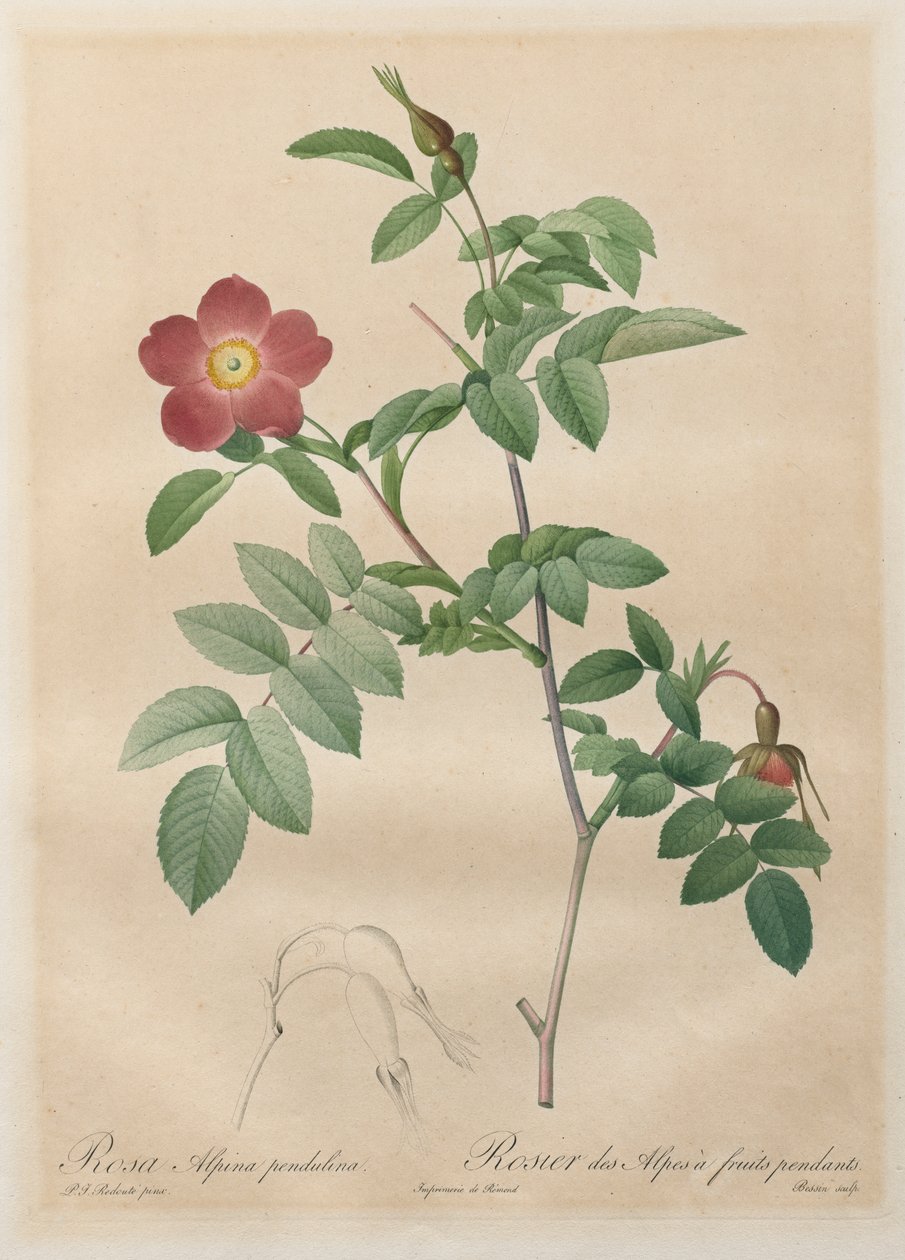 Les Roses: Rosa alpina pendulina - Henry Joseph Redouté