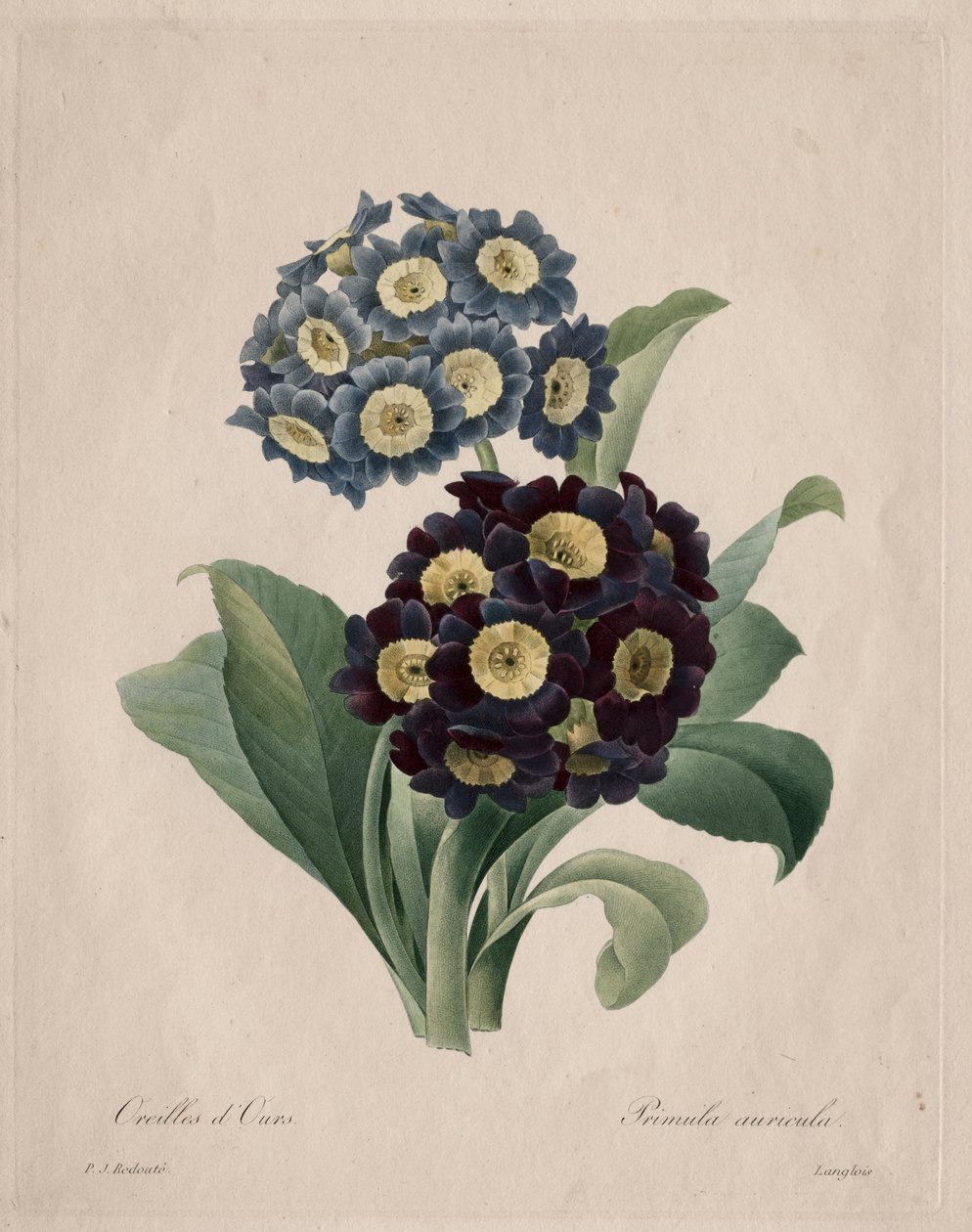 Primevère auricule - Henry Joseph Redouté