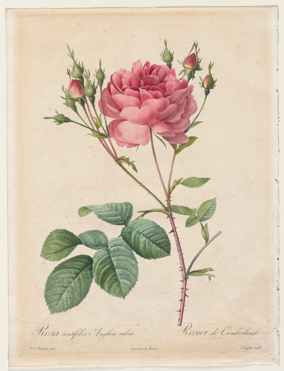 Rosa Centifolia Anglica Rubra - Henry Joseph Redouté